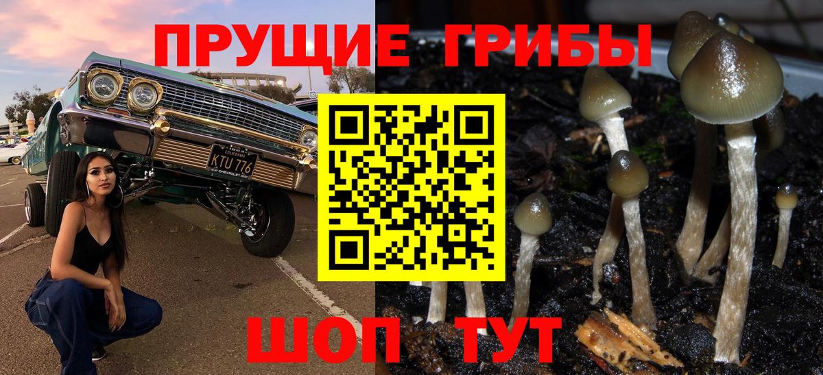 Киселёвск  Псилоцибиновые грибы Magic Shrooms  Вход с VPN 